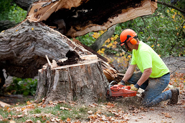 How Our Tree Care Process Works  in  Lincoln, MT