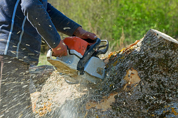 Lawn Grading and Leveling in Lincoln, MT